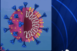 Coronavirus Diagnostico Molecular