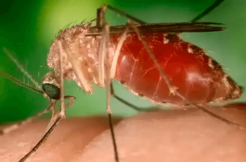 Febre Oropouche: sintomas, riscos e formas de prevenção