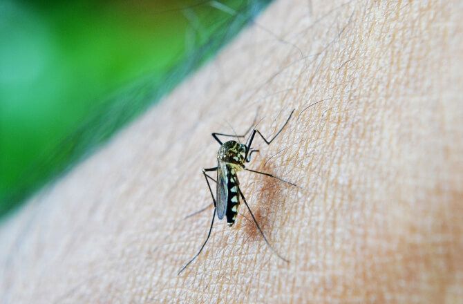 Dengue é contagiosa? Saiba a resposta desta e outras perguntas!