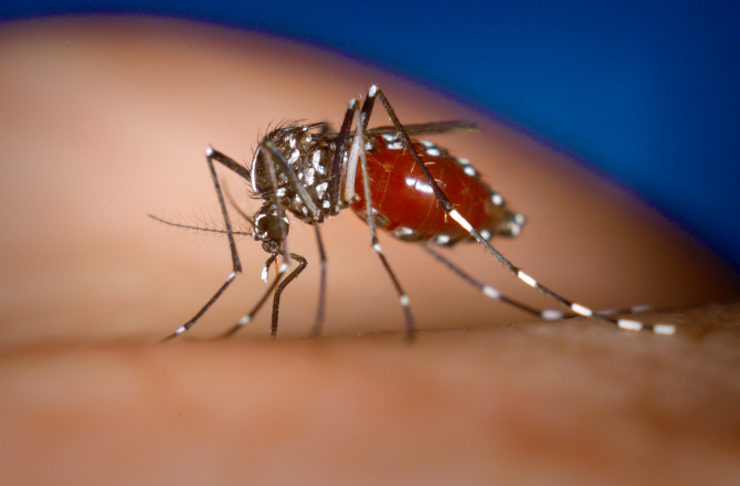 Entenda o que é o zika vírus e quais são os riscos associados a ele!